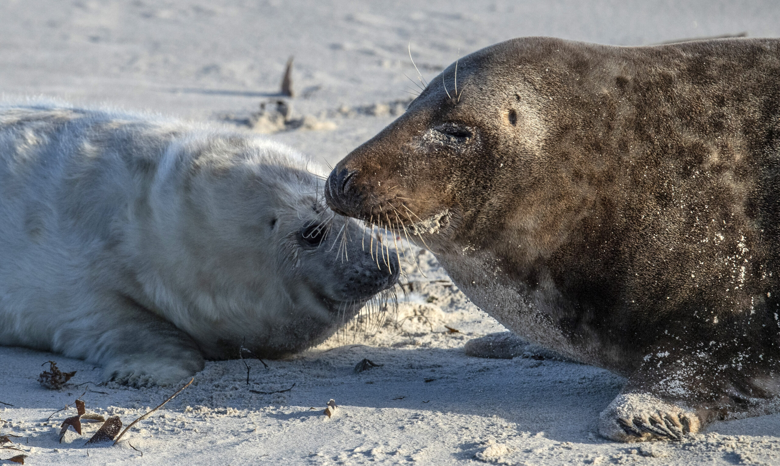 Erneut mehr Kegelrobben in Wattenmeer gezählt