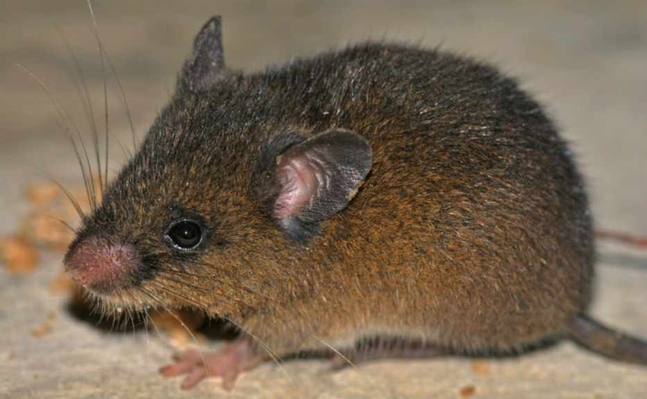 Neue Nagetierart in den peruanischen Anden entdeckt