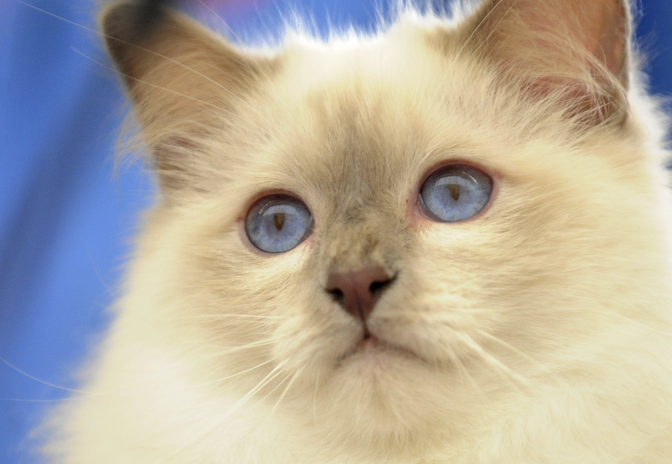 In Bayern verschwundener Kater taucht bei nach Sachsen umgezogenen Nachbarn auf