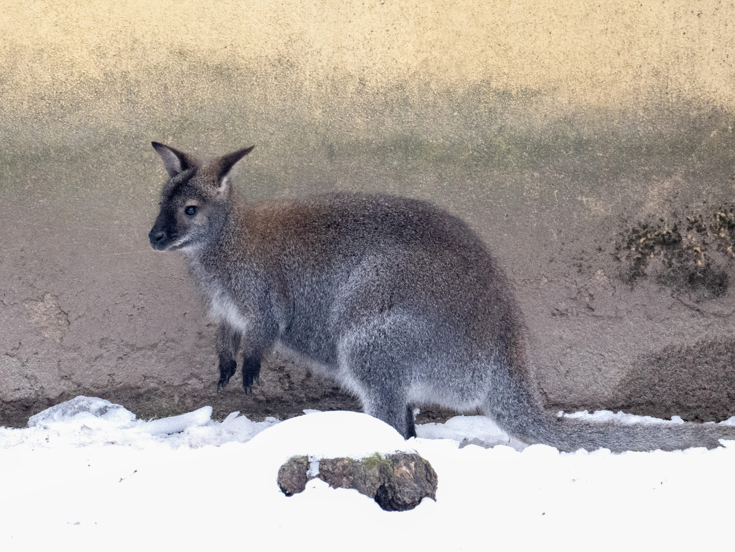 Entlaufene Kängurus sorgen in Rheinland-Pfalz für Polizeieinsatz