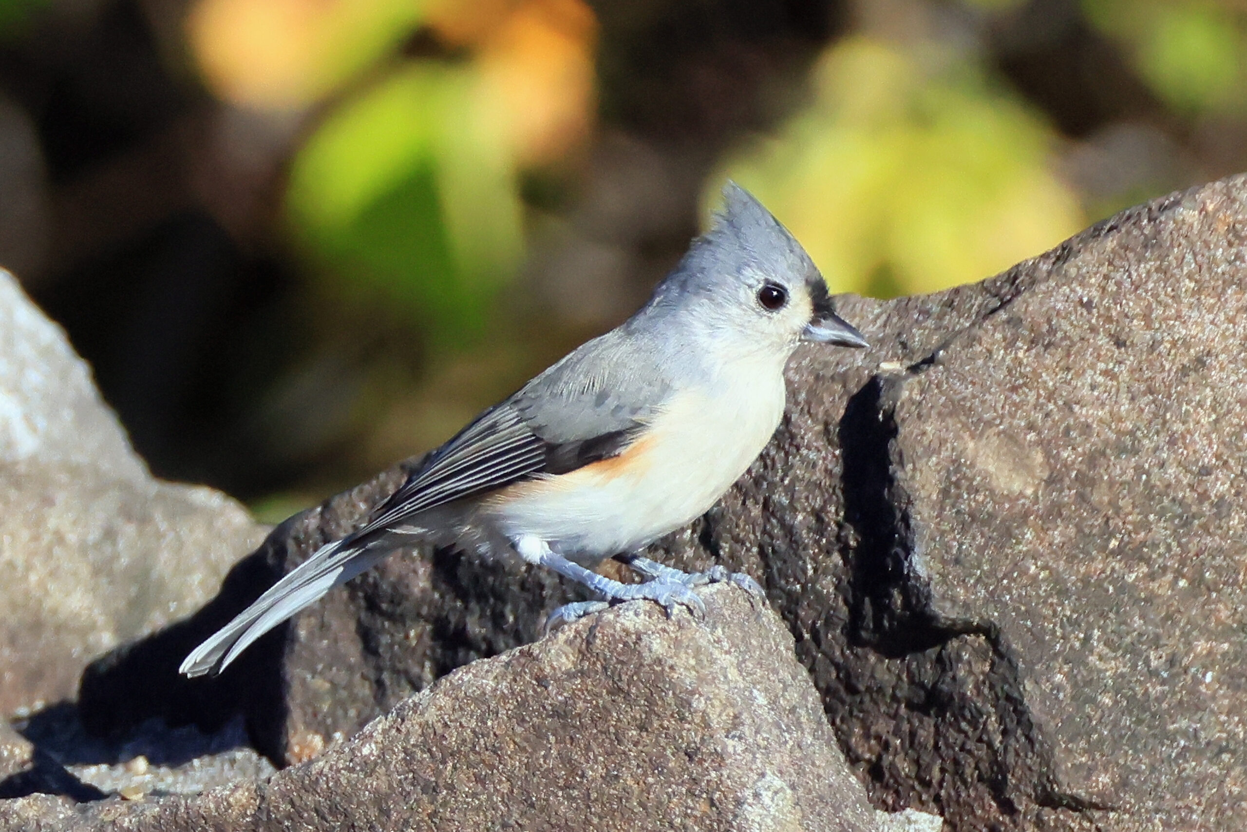 Studie: Lärm schadet Vögeln weltweit und stört beim Brüten