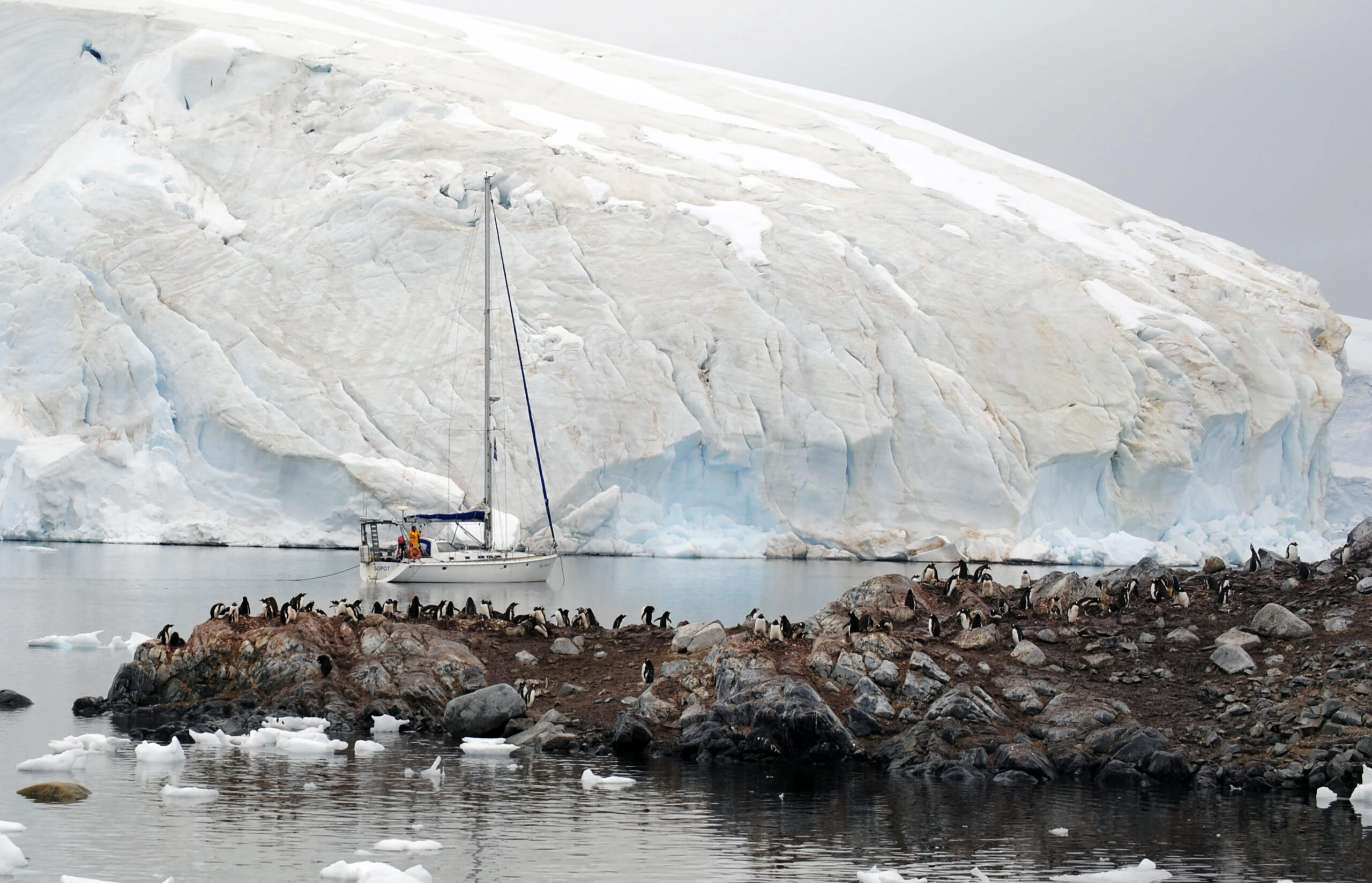 Polarforscher wegen Ausbreitung der Vogelgrippe in der Antarktis alarmiert