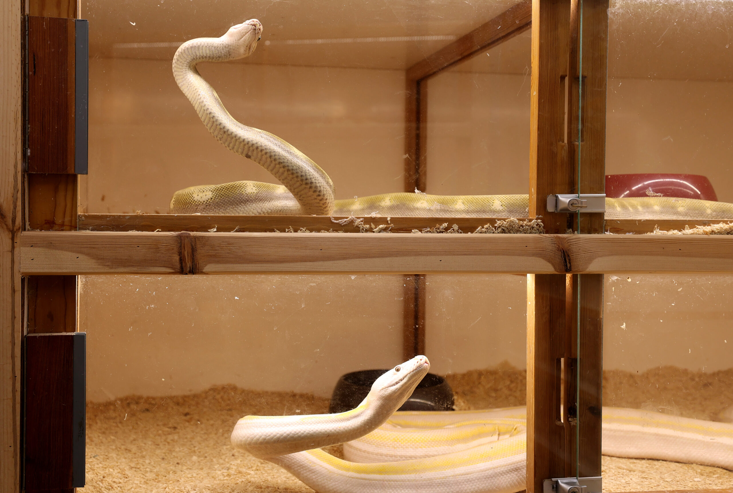 “Bild des Schreckens” in Stuttgart: Behörden finden dutzende tote und kranke Schlangen