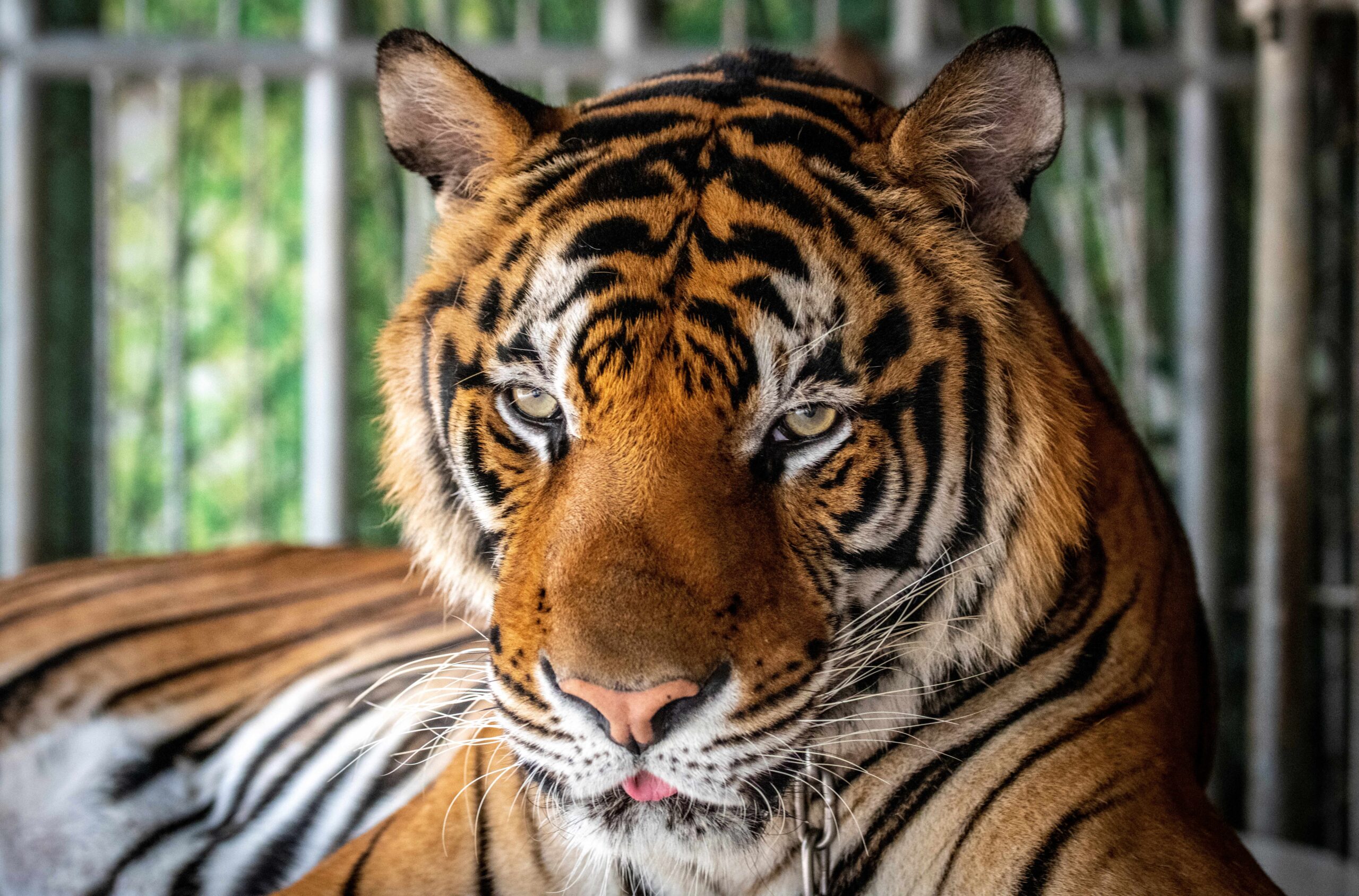 Mehr als 70 Tiger in thailändischem Park sterben durch Virus