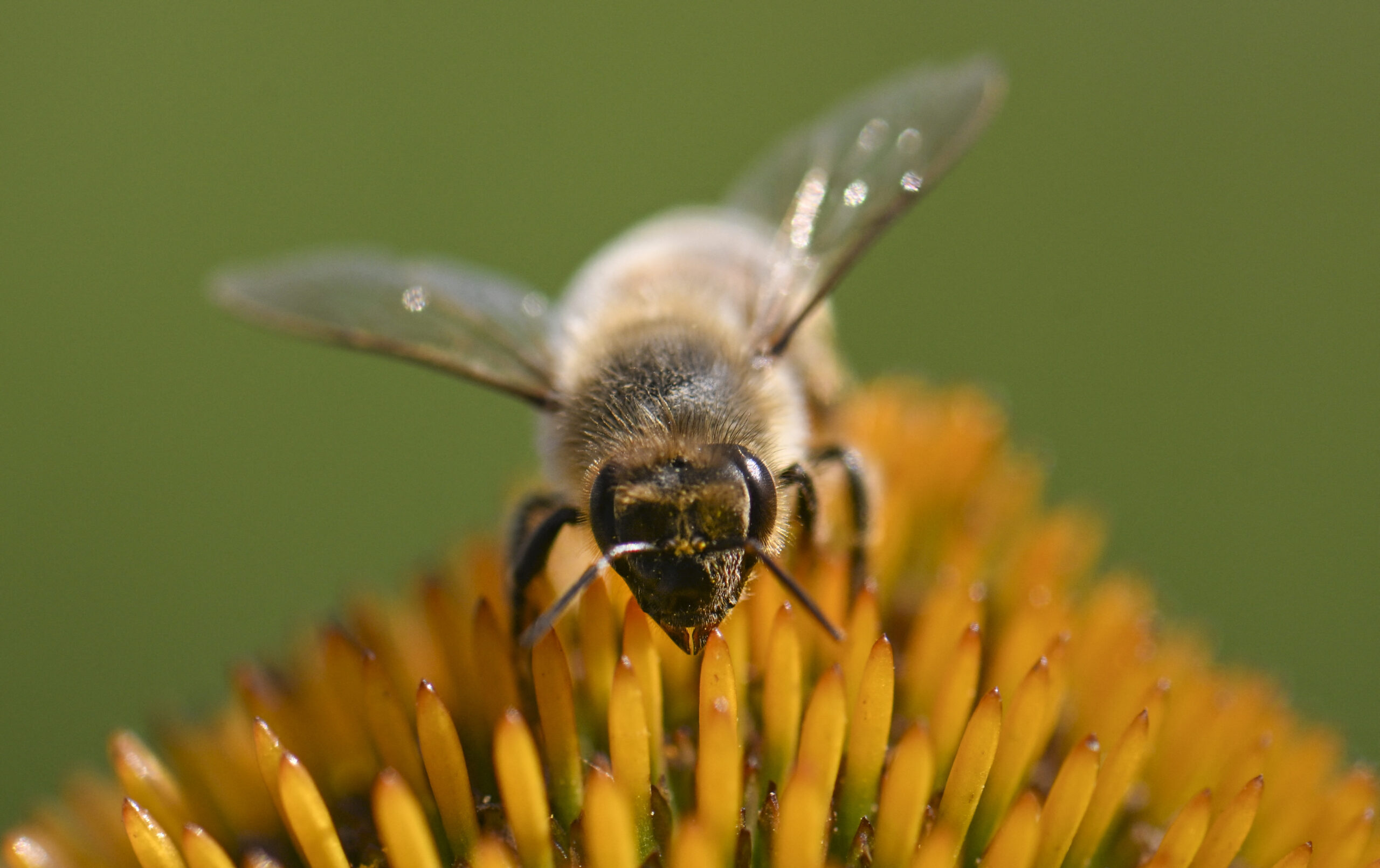 Gericht bestätigt Verbot von Haltung von Bienenvölkern auf Balkon