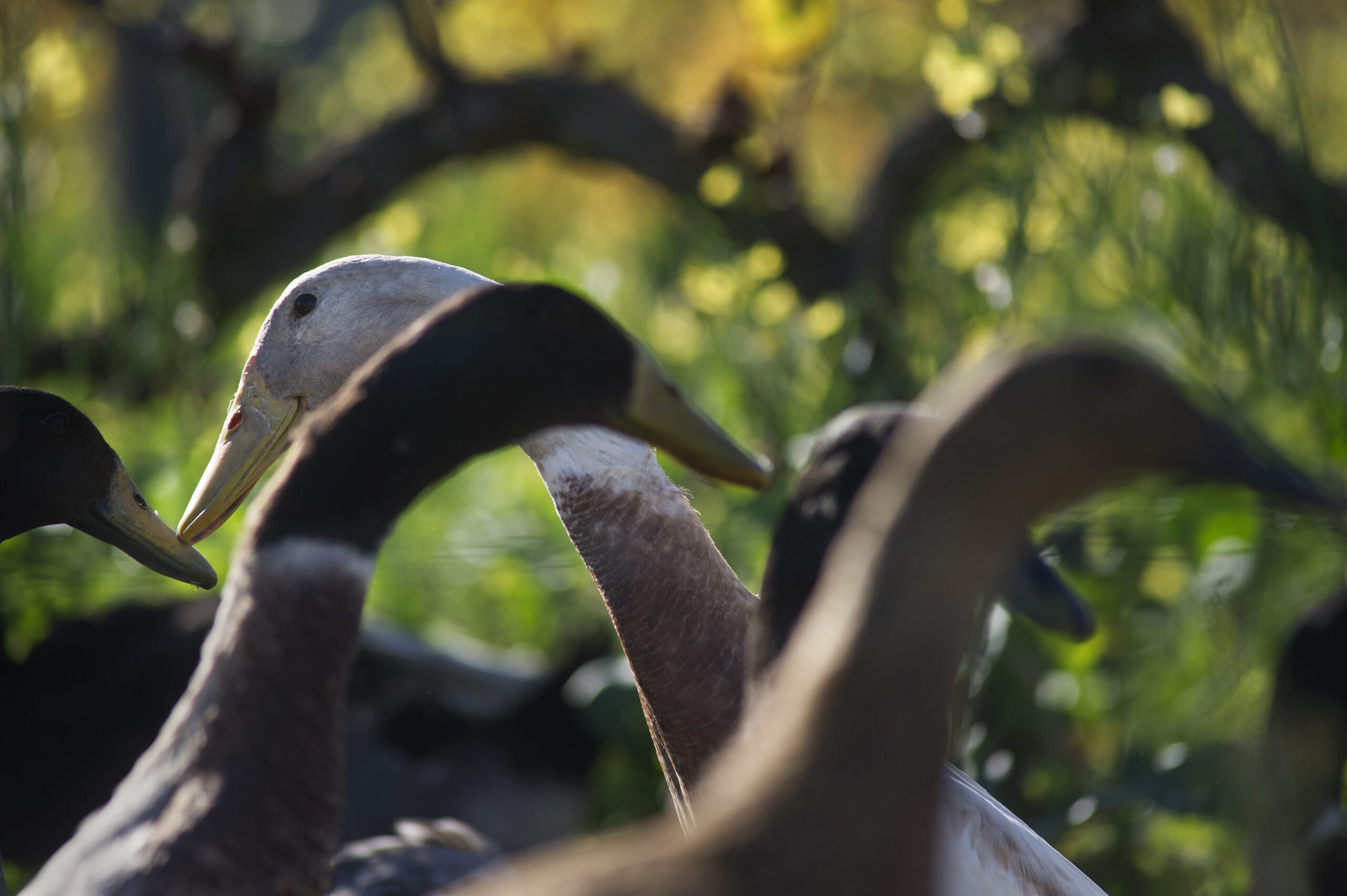 Laufenten sorgen für mehrere Polizeieinsätze in Kempten