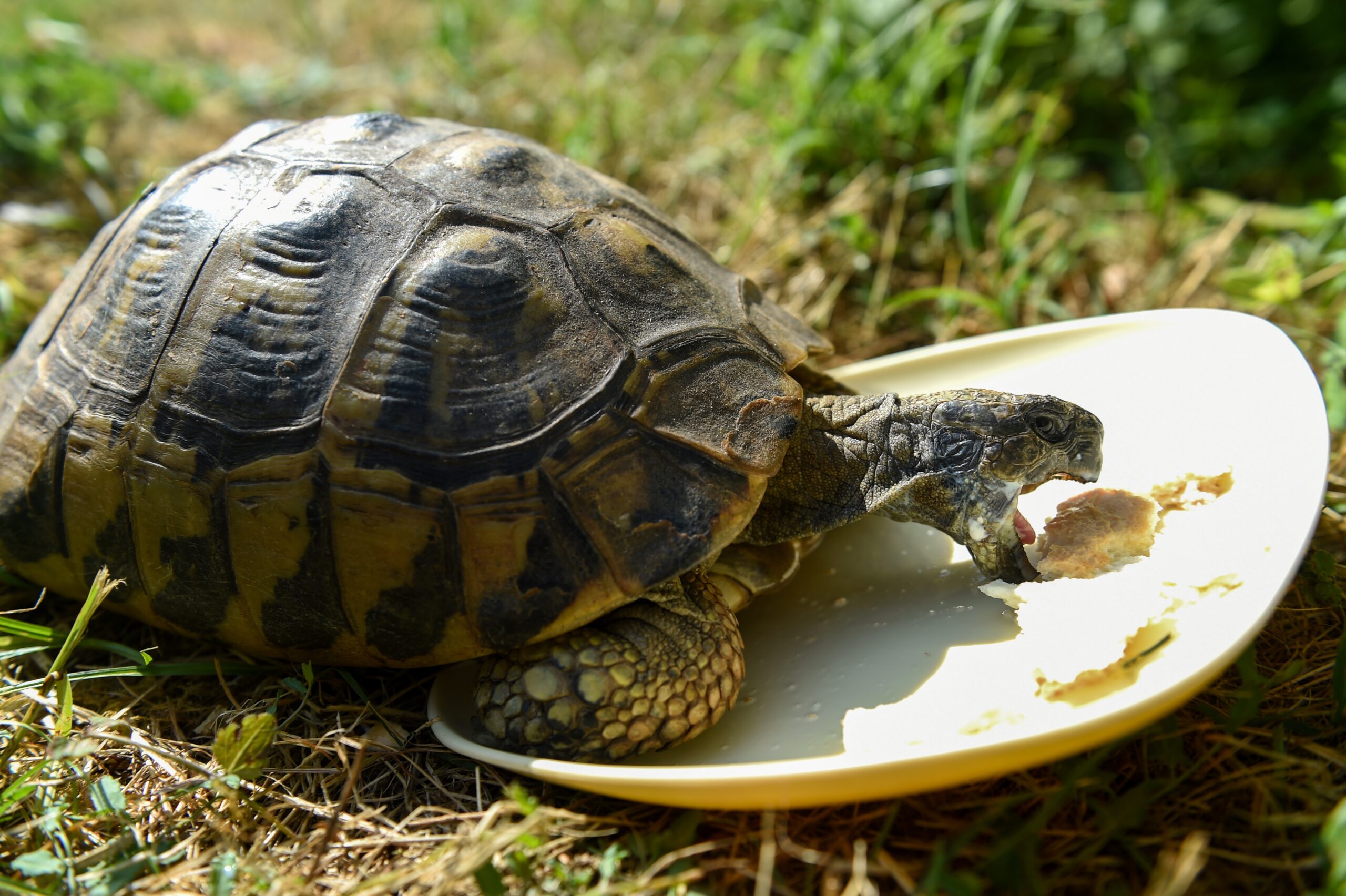 Drei vermisste Landschildkröten in Nordrhein-Westfalen wieder bei Besitzerin aufgetaucht