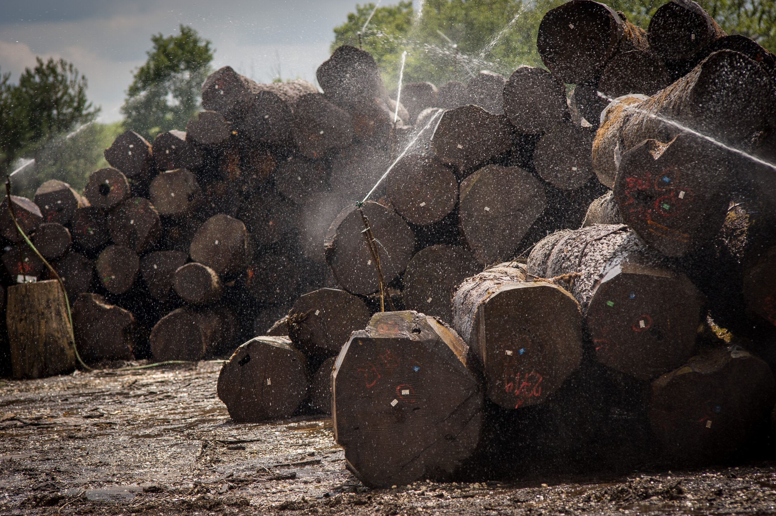 Weniger Schadholz in deutschen Wäldern – Holzaufkommen sinkt