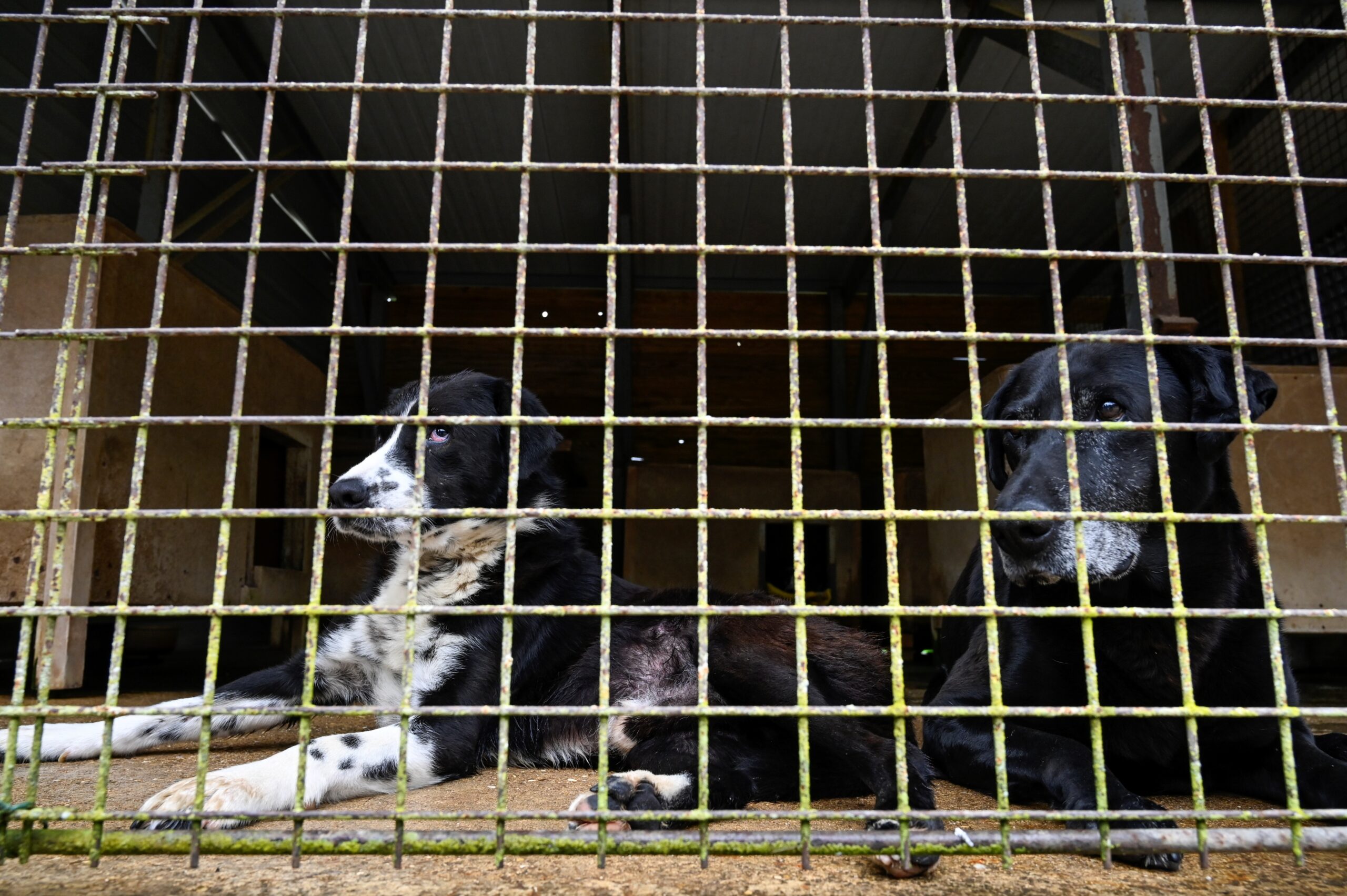Tierschutzmängel auf Gnadenhof: Gericht bestätigt Abbau von Tierbestand