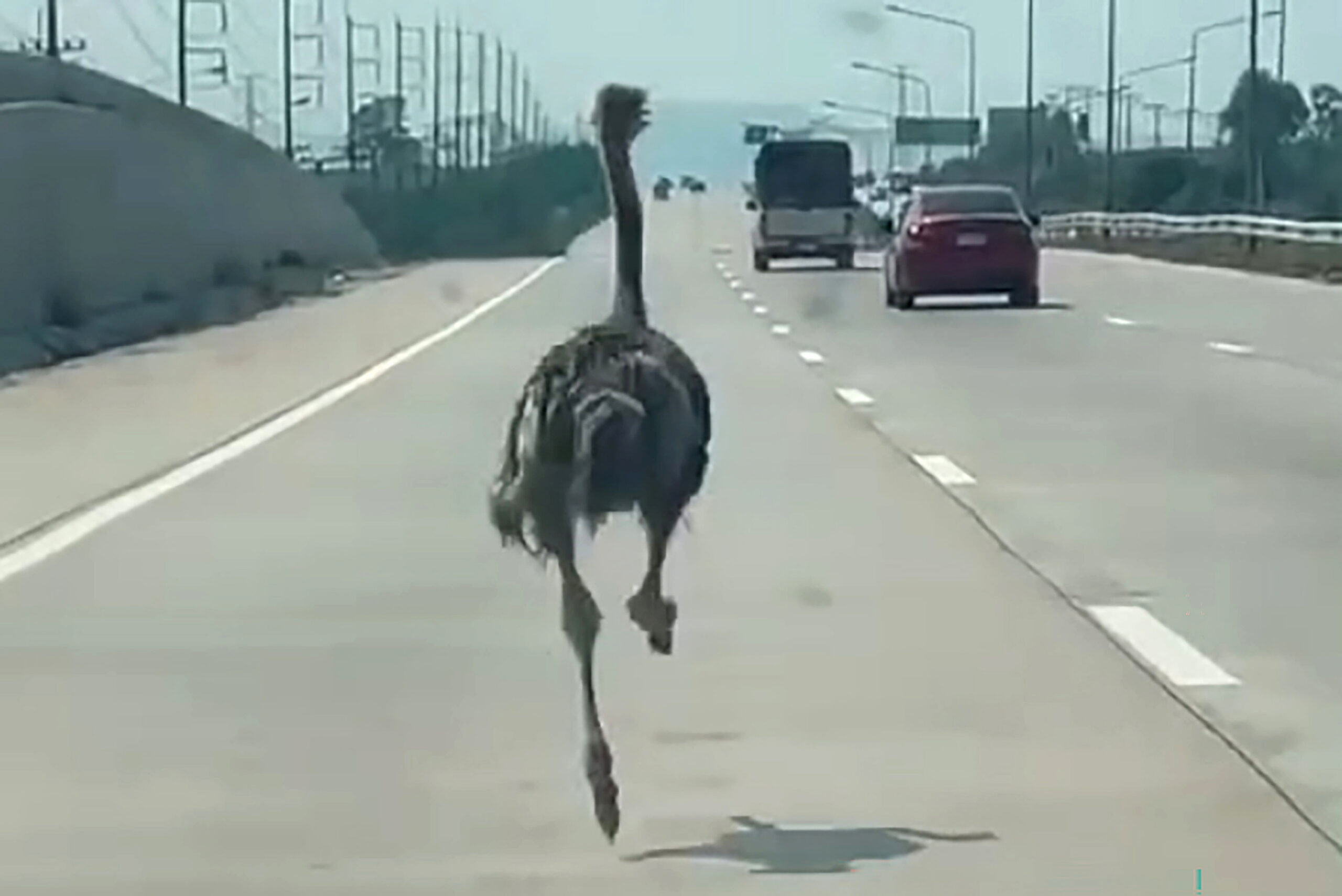 Ausgebüxter Vogel Strauß macht Autobahn in Thailand unsicher