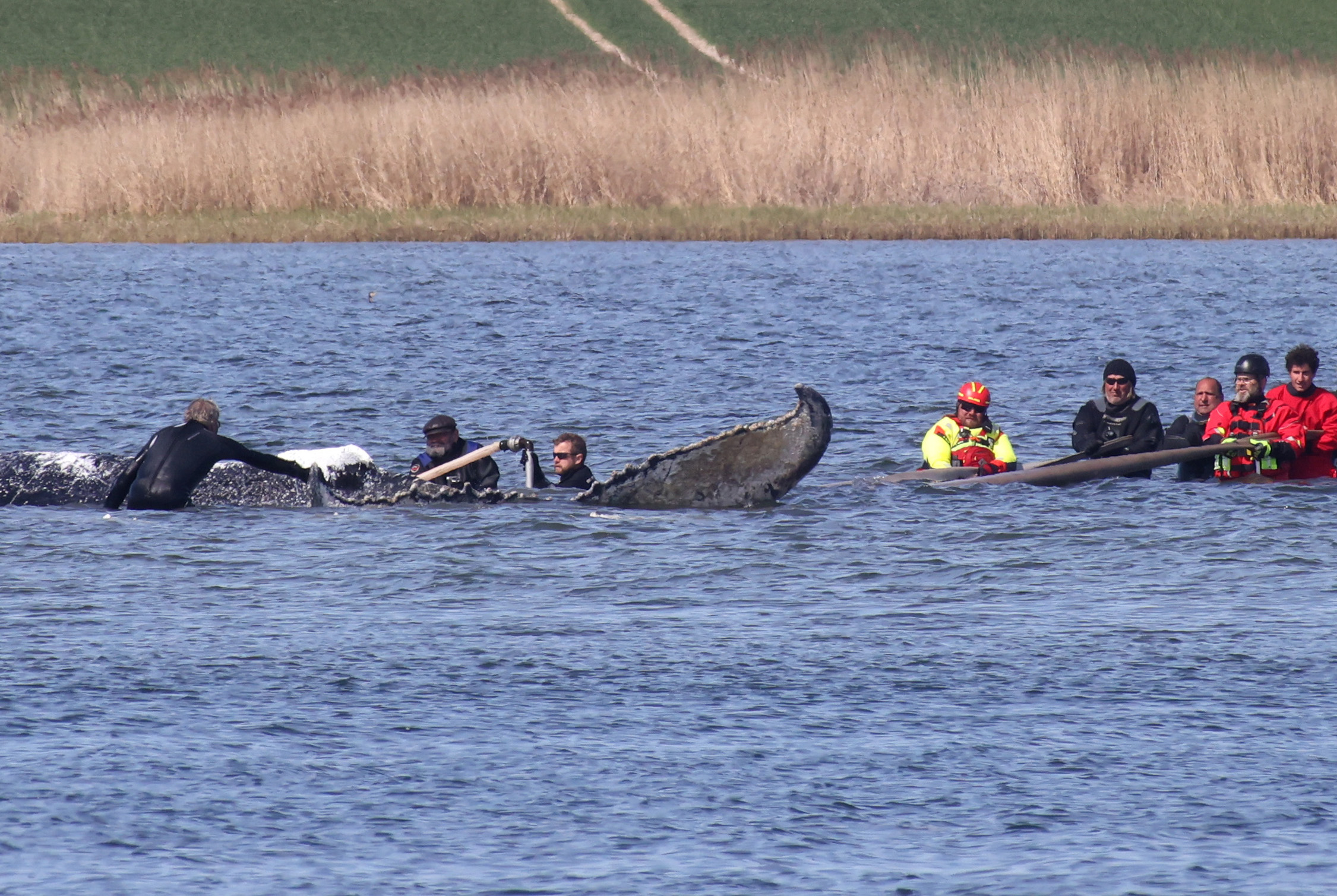 Buckelwal vor Ostseeinsel Poel in Frachtkahn geschwommen – Weitertransport geplant