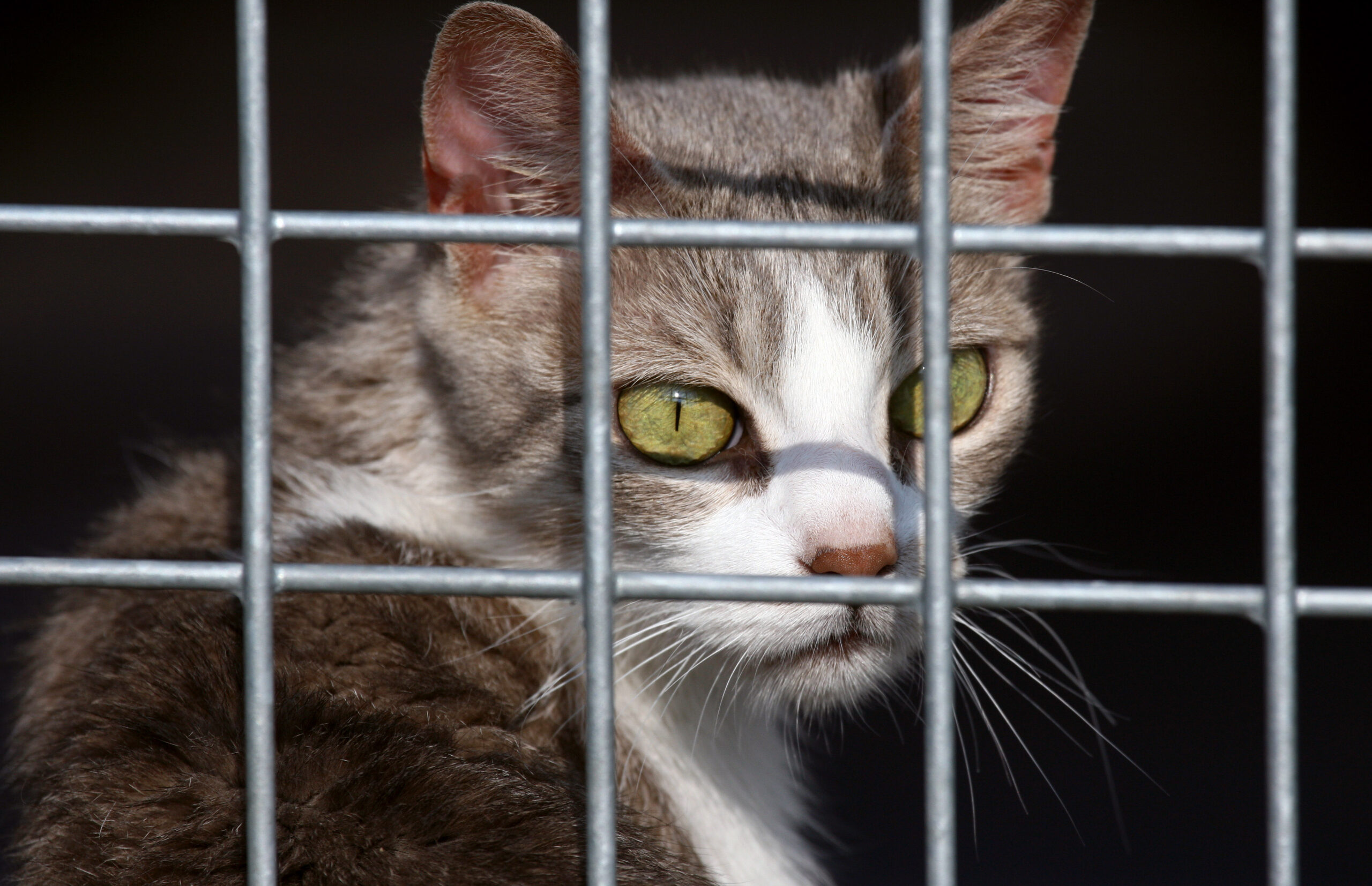 Hunde und Katzen: EU-Parlament beschließt Chip-Pflicht gegen illegalen Handel