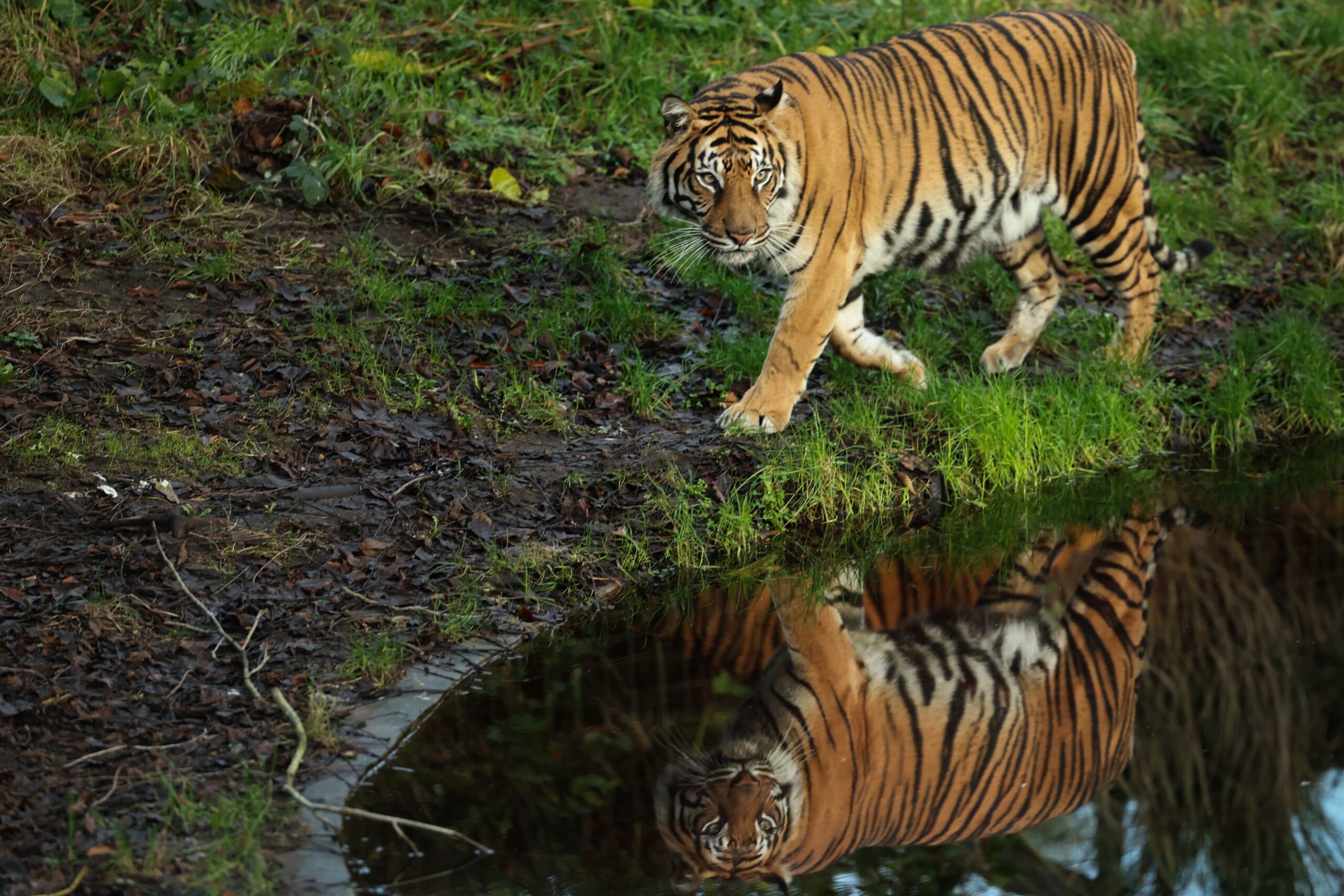 Tödliche Schüsse auf entlaufenen Tiger: Ermittlungen zu Ausbruch in Schkeuditz