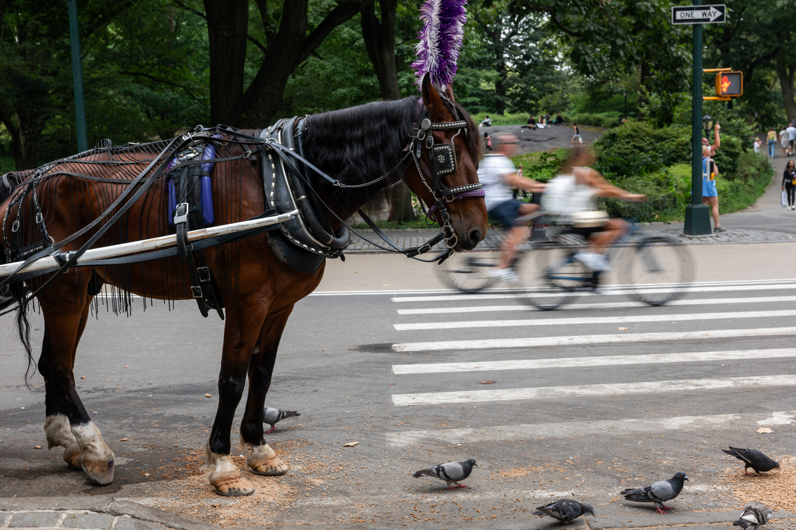 18-Jähriger bei Unfall mit Pferdekutsche im New Yorker Central Park gestorben