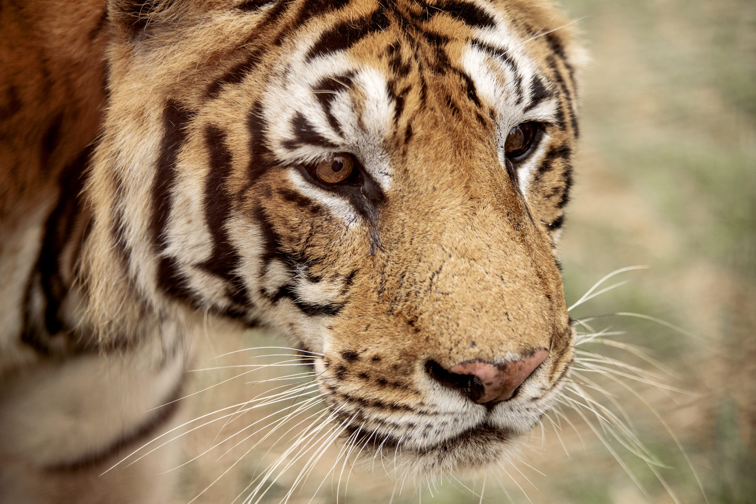 Zwei Monate nach Angriff durch entlaufenen Tiger in Sachsen: 72-Jähriger gestorben