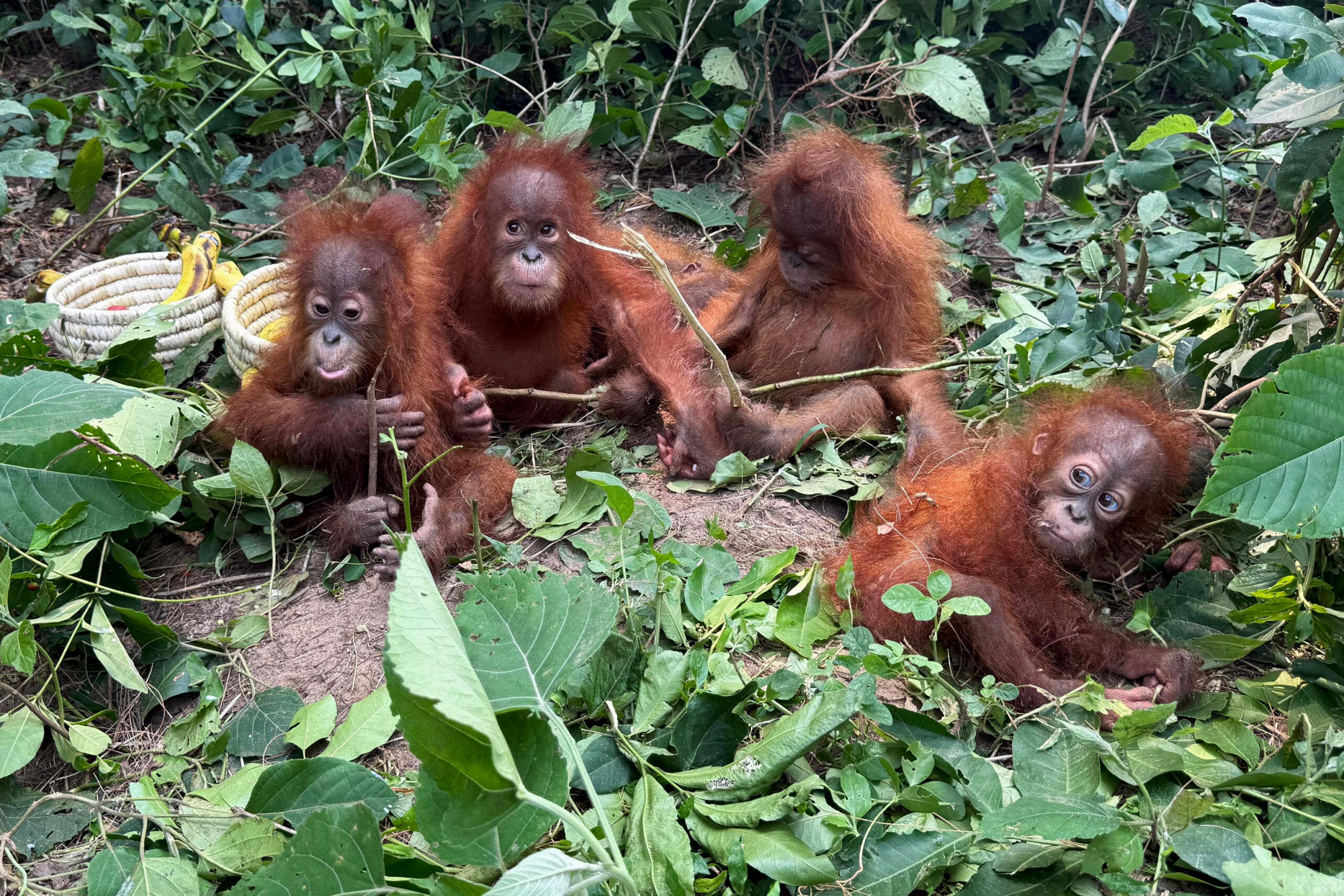 Fünf junge Orang-Utans ohne Muttertier in Indien gefunden – Rückkehr nach Indonesien geplant