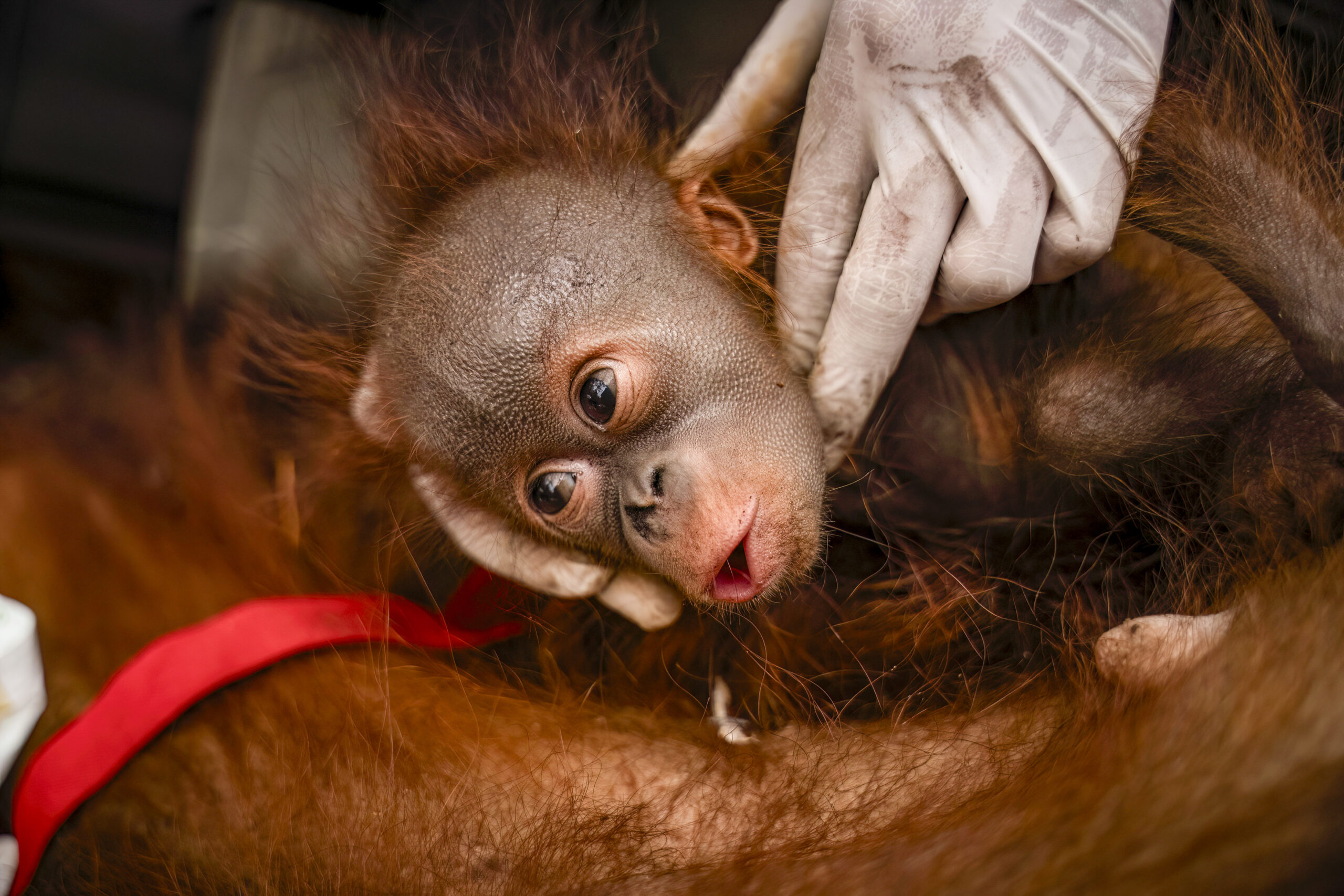 Sechs Orang-Utans vor Waldbränden in Indonesien gerettet